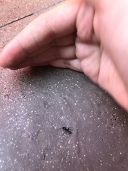 Camponotus vagus