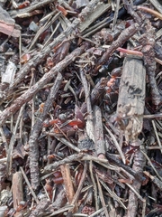 Formica