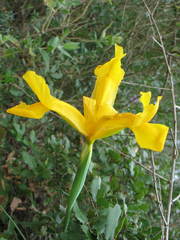 Iris xiphium lusitanica