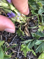 Gentianella ramosa