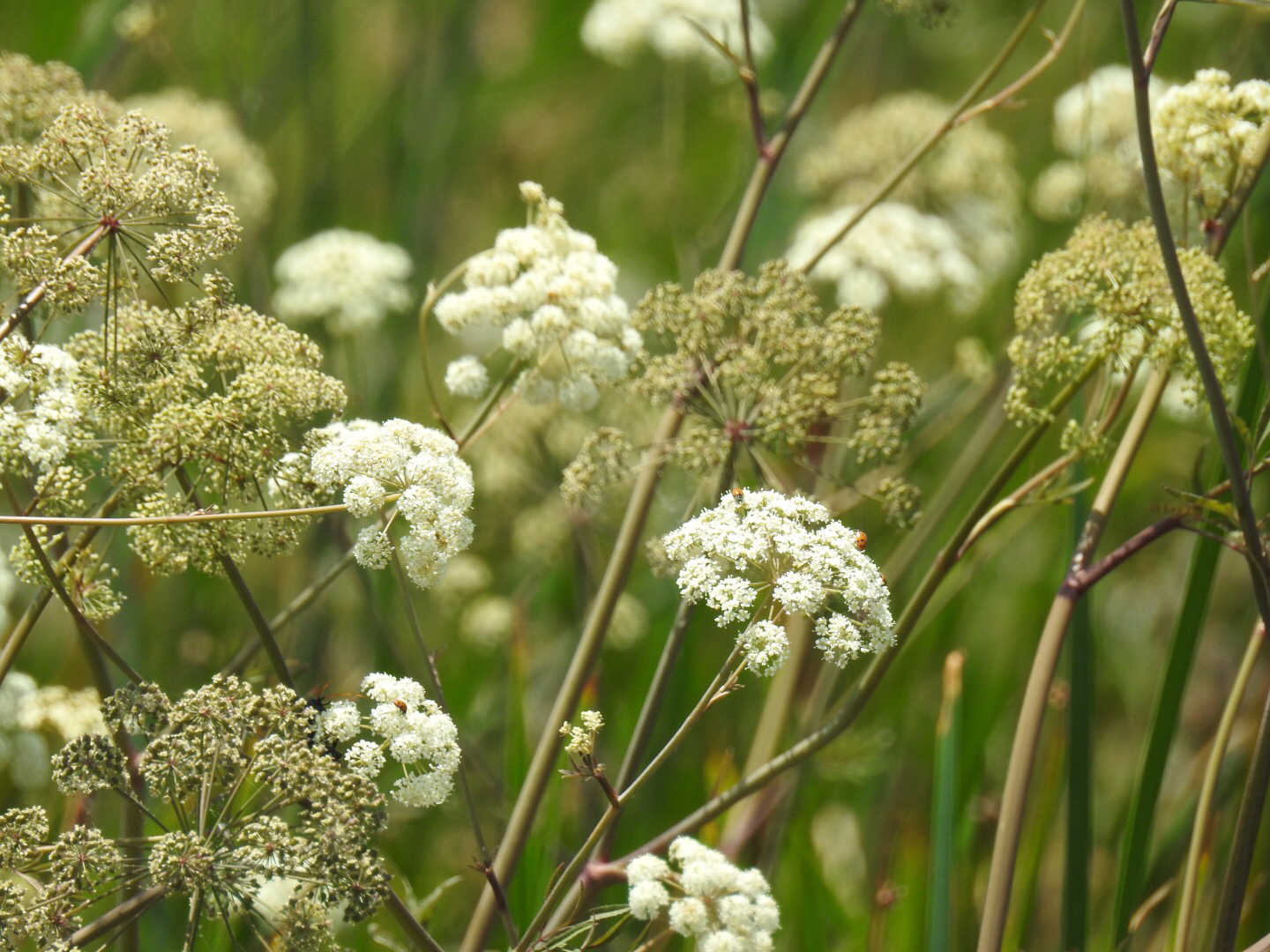 Cicuta maculata var. bolanderi