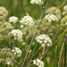 Bolander's Water-Hemlock - Photo (c) catchang, some rights reserved (CC BY-NC), uploaded by catchang