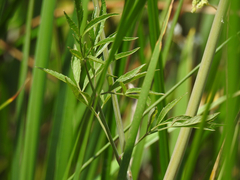Cicuta maculata bolanderi