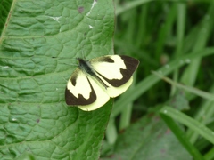 Leptophobia