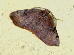 Achrosis