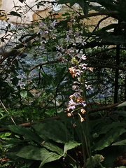 Calanthe dominyi