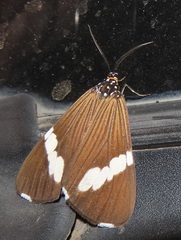 Nyctemera apicalis