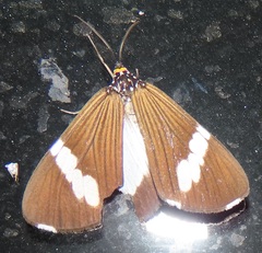 Nyctemera apicalis