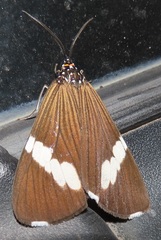 Nyctemera apicalis