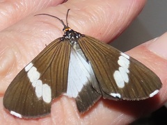 Nyctemera apicalis