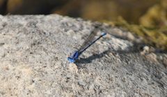 Argia vivida