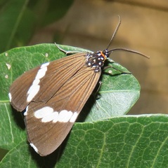 Nyctemera apicalis