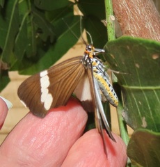Nyctemera apicalis