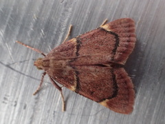 Hypsopygia thymetusalis