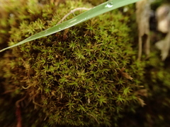 Trichostomum brachydontium
