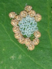 Pentatomoidea