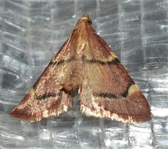 Hypsopygia thymetusalis