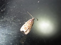 Olethreutes permundana