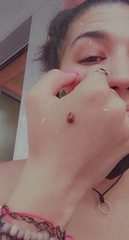 Coccinella septempunctata