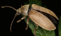 Dascillus cervinus