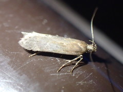 Bryotropha terrella