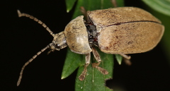 Dascillus cervinus