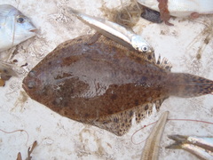 Citharichthys