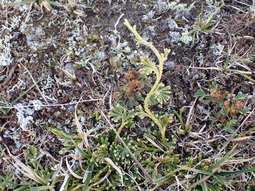 Lycopodium alpinum iNat (3)