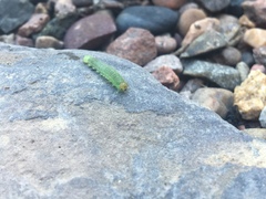 Cladius pectinicornis