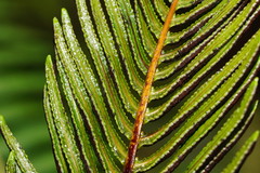 Blechnum nudum