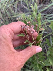 Ceanothus herbaceus