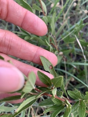 Ceanothus herbaceus