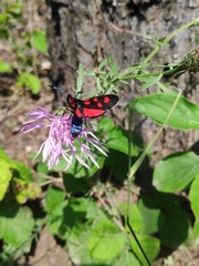 Zygaena angelicae