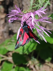 Zygaena angelicae