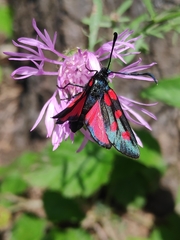 Zygaena angelicae