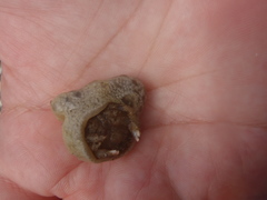 Moreiradromia antillensis