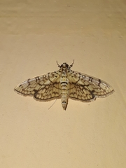 Haritalodes