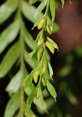 Tmesipteris obliqua