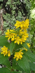 Lysimachia vulgaris