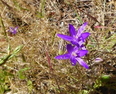 Brodiaea rosea rosea
