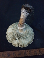 Chlorophyllum molybdites