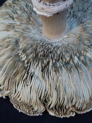 Chlorophyllum molybdites