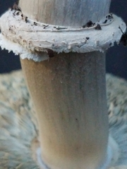 Chlorophyllum molybdites
