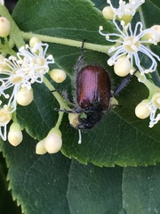 Phyllopertha horticola