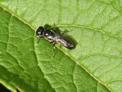 Crossocerus
