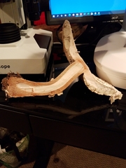 Chlorophyllum molybdites