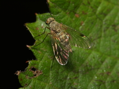 Chrysopilus asiliformis