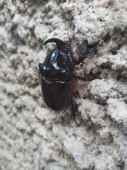 Oryctes nasicornis