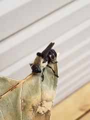 Cuterebra emasculator