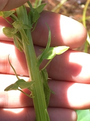 Platanthera sparsiflora